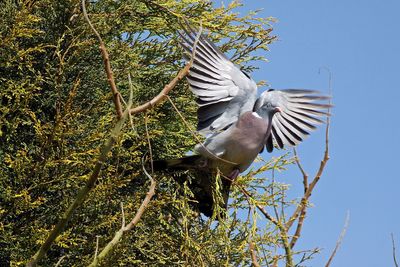 Low angle view of bird flying against the sky