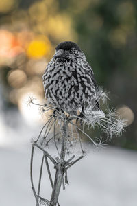 Close-up of bird perching on branch