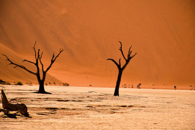 Bare trees on desert against sky