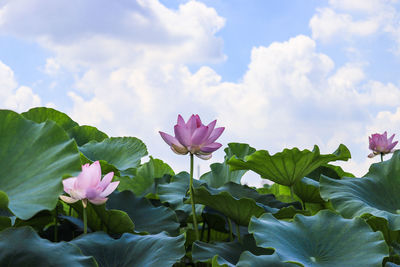 Close-up of pink water lily in pond