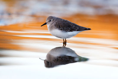 Close-up of seagull perching on a lake