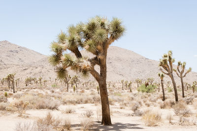 Trees on desert against sky