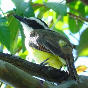 Close-up of parrot perching on tree