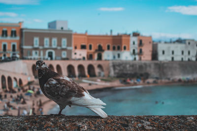 Seagull on wall against buildings in city