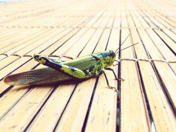 High angle view of insect on wooden plank