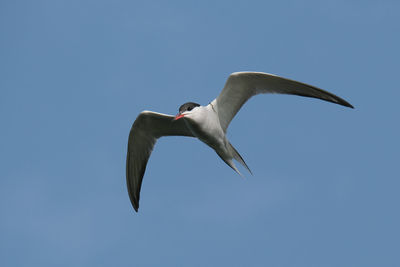 Low angle view of seagull flying