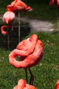 A flamingo in the typical sleeping position on a green meadow. in the background you can see more