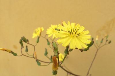 Close-up of yellow flowers blooming in park