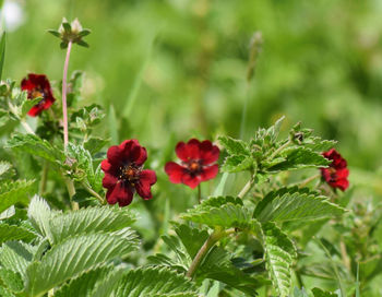 Close-up of red poppy flowers blooming outdoors