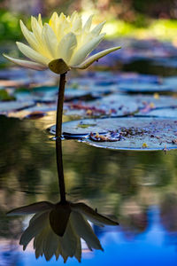 Close-up of lotus water lily in lake