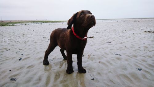 Dog looking away on beach