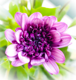 Close-up of flowers blooming outdoors