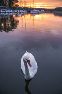 Swan floating on lake