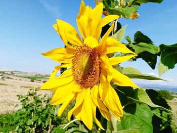 Close-up of sunflower growing on field against blue sky