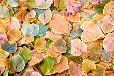 Full frame shot of leaves