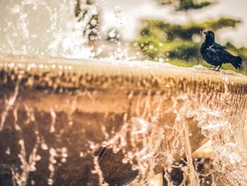 Close-up of bird perching on water