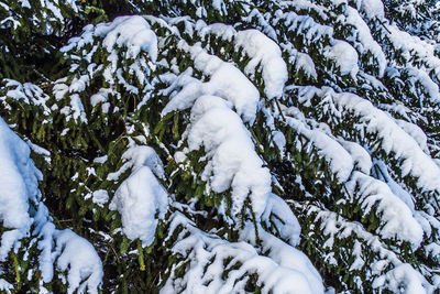 Snow covered trees on field