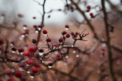 Close-up of berries growing on tree