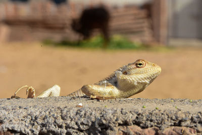 Close-up of lizard