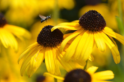 Close-up of honey bee on yellow flower