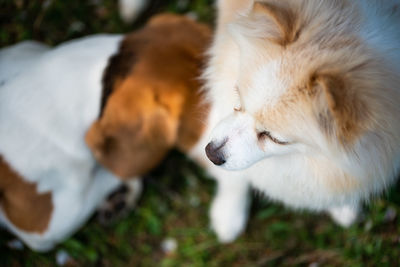 Close-up of dog sleeping