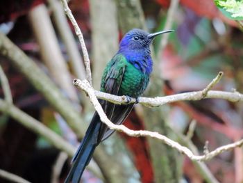 Close-up of bird perching on blue outdoors