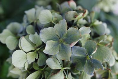Close-up of green plant
