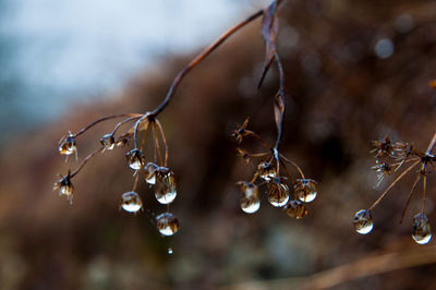 Close-up of water drops on plant