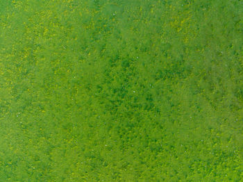 Full frame shot of grass