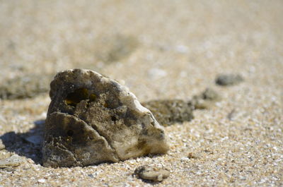 Close-up of lizard on sand at beach