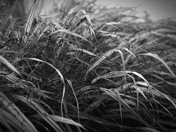 Close-up of plants growing on field