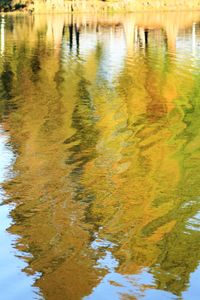 Reflection of trees in water