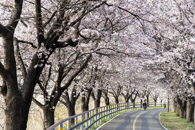 Low angle view of trees in park