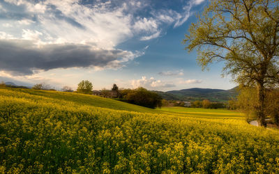 Scenic view of oilseed rape field against sky