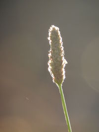 Close-up of flowers against blurred background