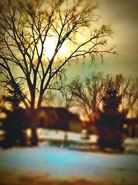 Bare trees against sky at sunset