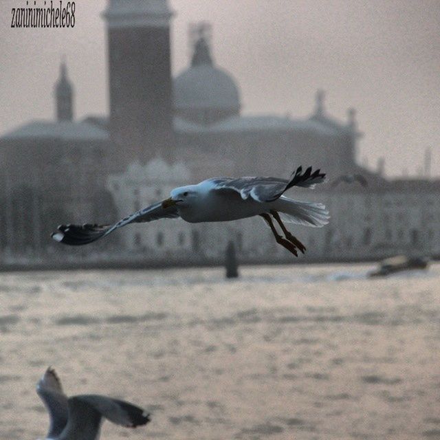 animal themes, animals in the wild, bird, wildlife, seagull, one animal, spread wings, flying, water, sea, focus on foreground, mid-air, perching, nature, two animals, animal wing, side view, motion, selective focus, sea bird