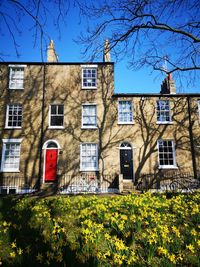 Sunny spring day view of houses with daffodils in the foreground in cambridge uk