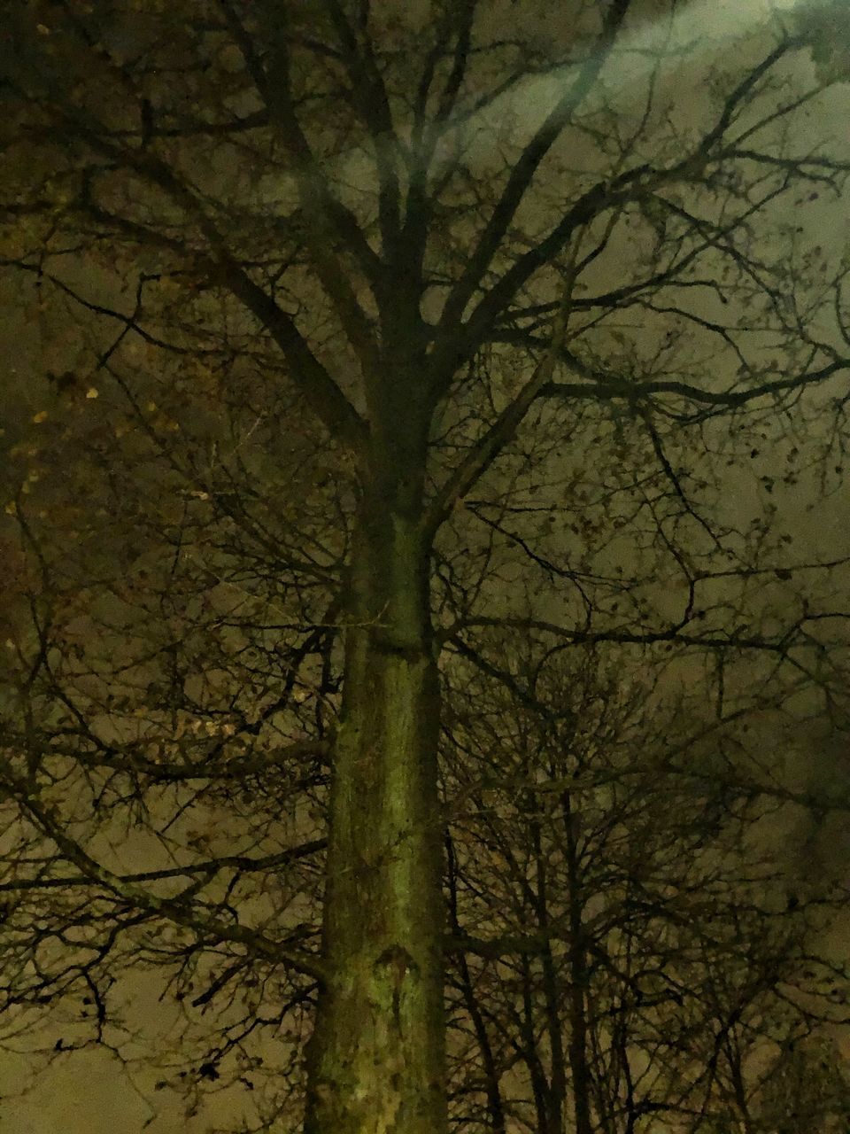 LOW ANGLE VIEW OF BARE TREE AGAINST SKY