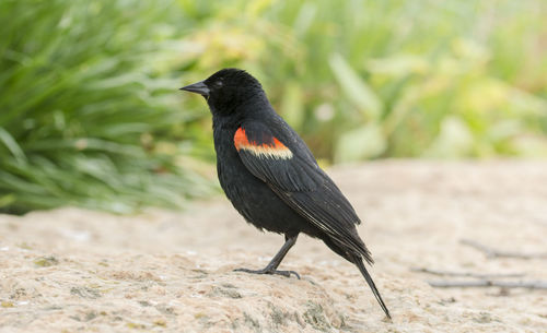 Close-up of bird perching outdoors