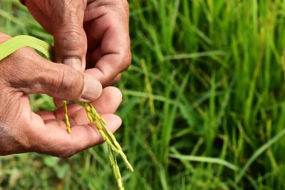 High angle view farmer hand and ear of green rice in selective focus