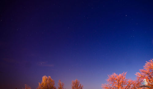 Low angle view of trees against sky at night