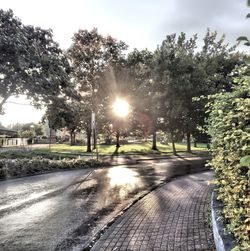 Sun shining through trees