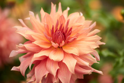 Close-up of orange dahlia