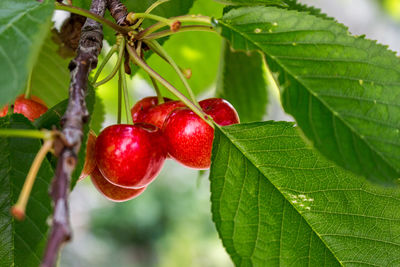 Close-up of cherries on tree