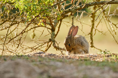 Close-up of squirrel on tree