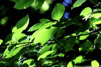 Close-up of green leaves