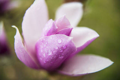 Macro magnolia spring flower after a rain