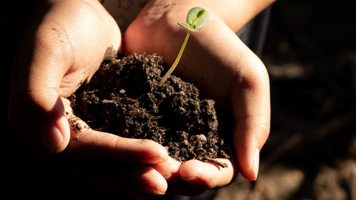 Close-up of hand holding small plant