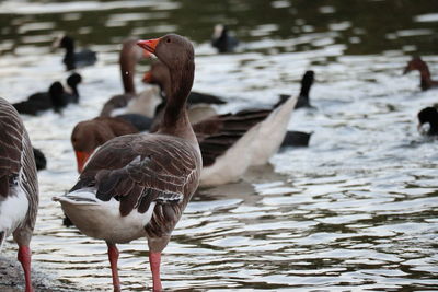 Ducks in lake